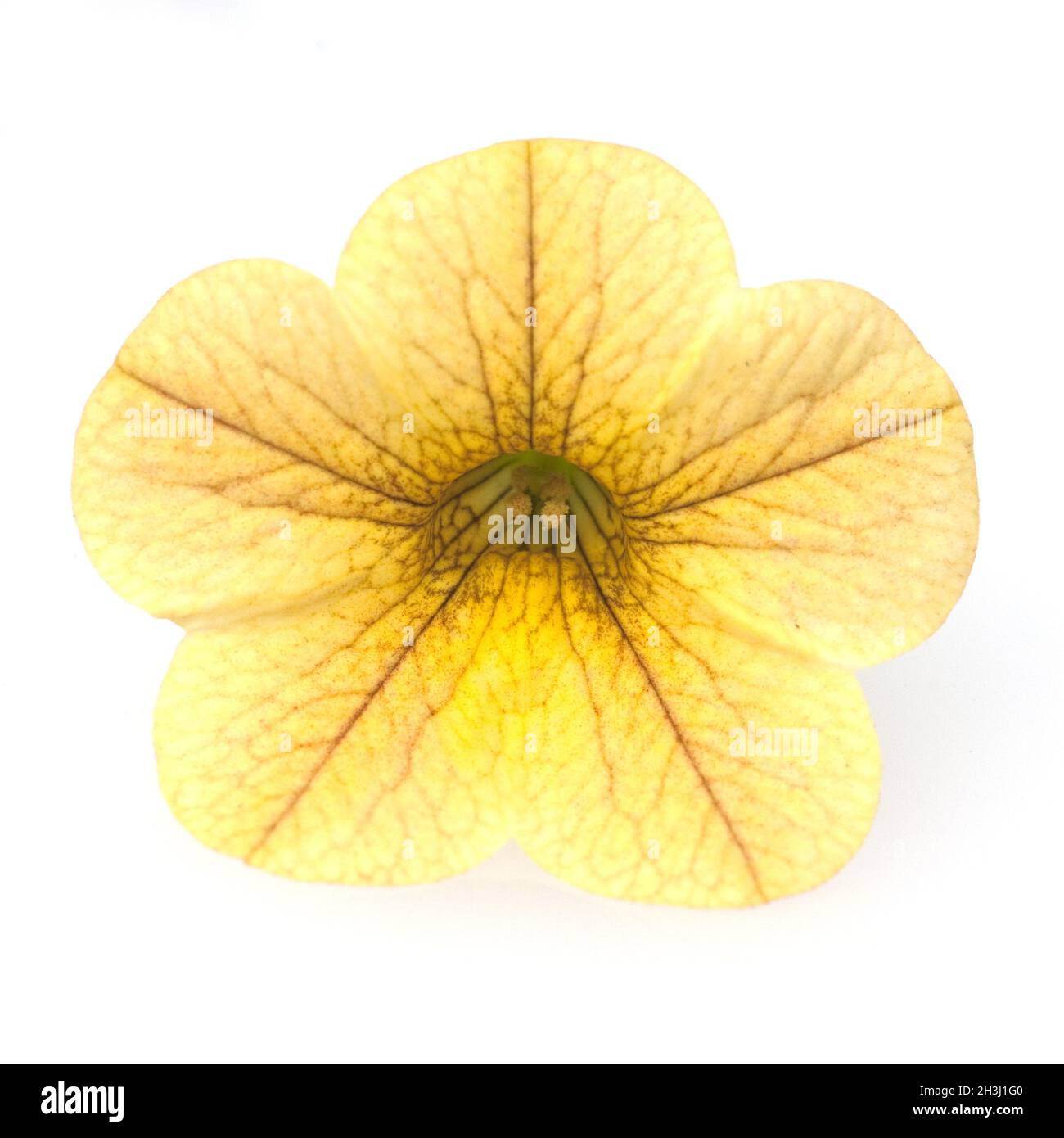Petunias, Pitunia, Calibrachoa Stock Photo - Alamy