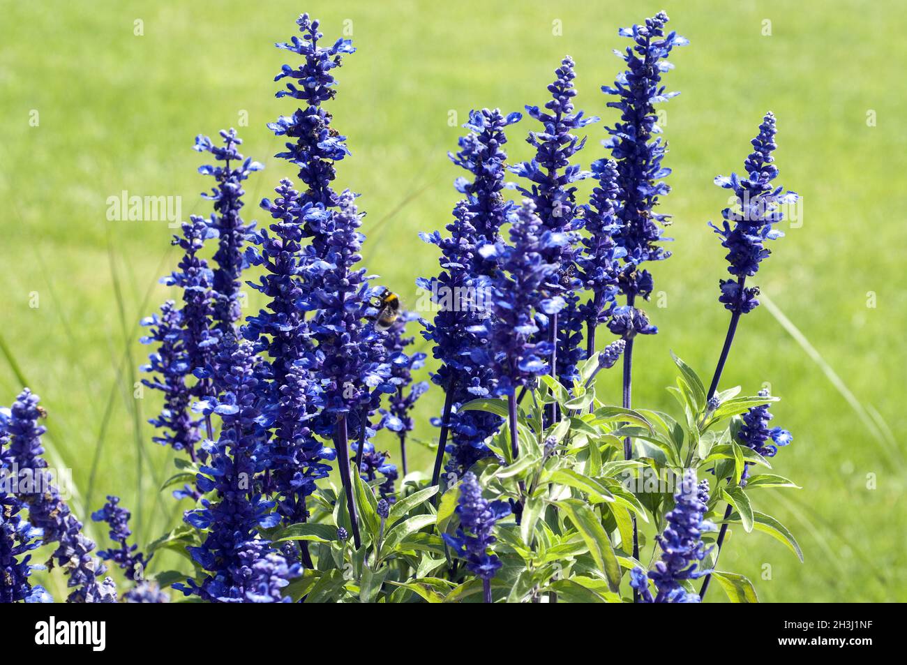 Salvia Farinacea High Resolution Stock Photography and Images - Alamy