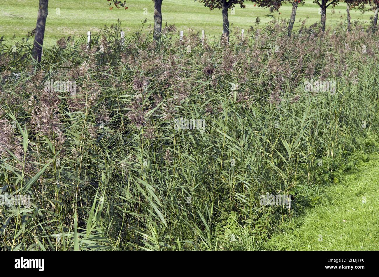 Reed, reed cane, pond cane, reed, reed grass, Phragmites australis
