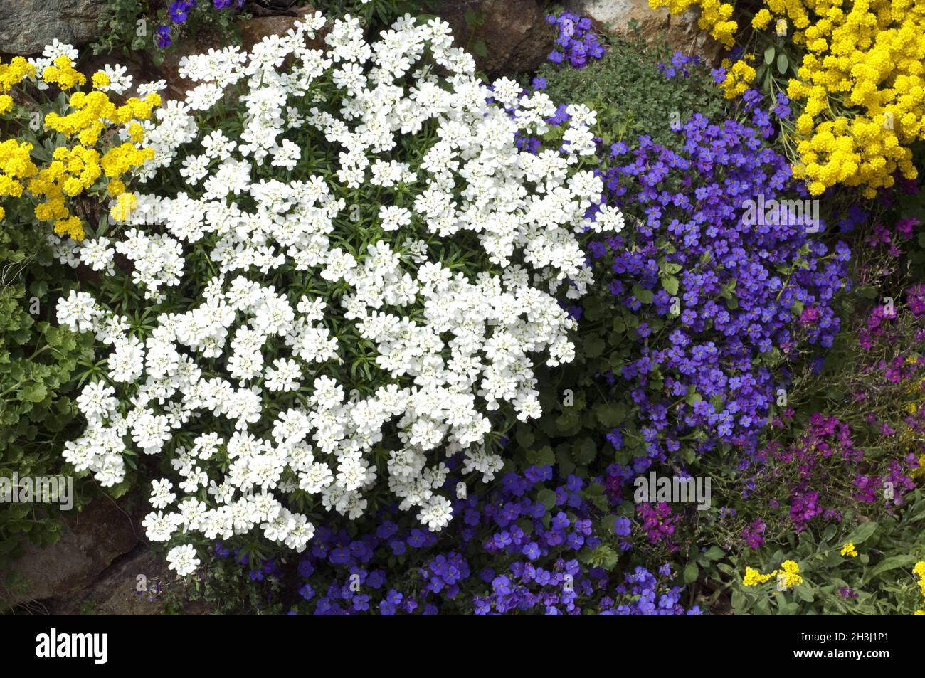 Rock garden plants, rock garden, bluecissus; aubrieta; ribbon flower, Stock Photo