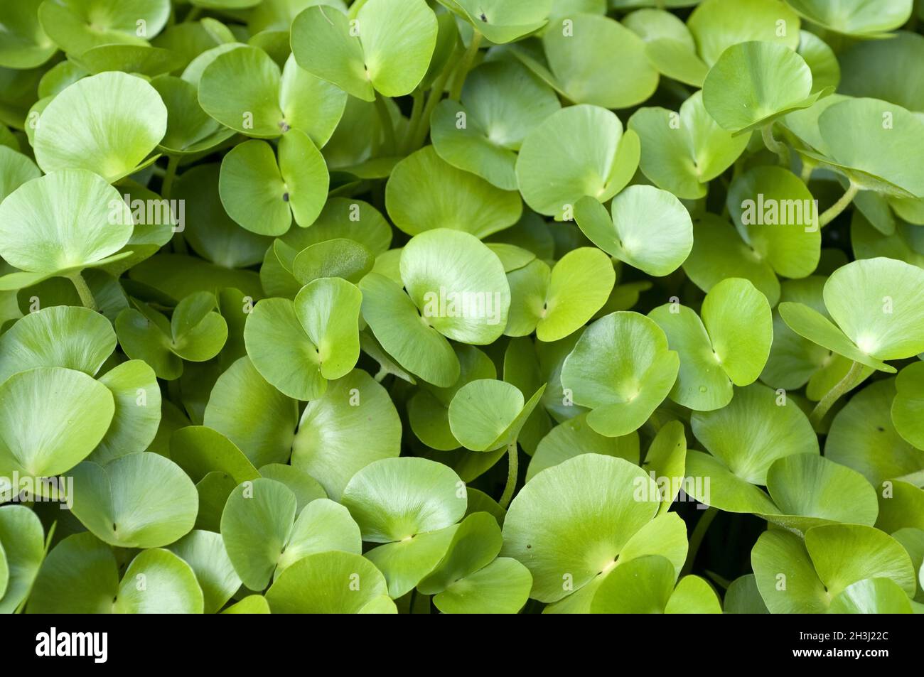 Regnellidium diphyllum, clover fern, Stock Photo