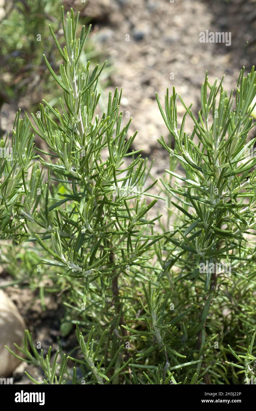 Pine rosemary; Rosmarinus Stock Photo Alamy