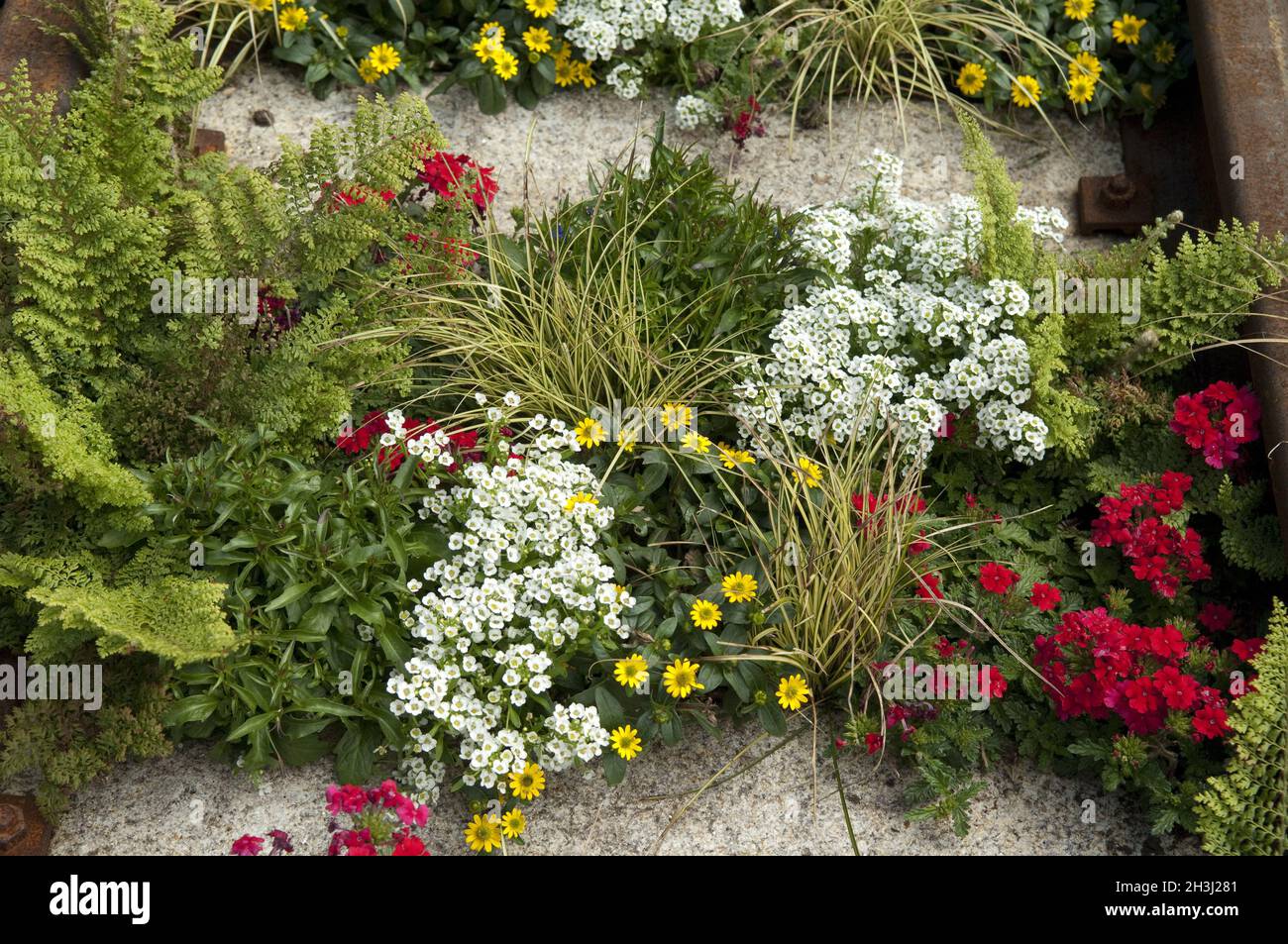 Grave planting; summer flowers Stock Photo Alamy