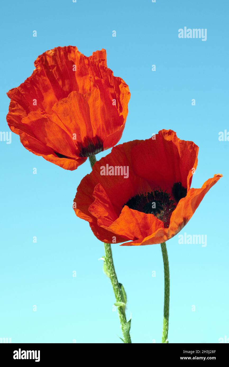 Turkish, poppy, papaver, orientale Stock Photo - Alamy