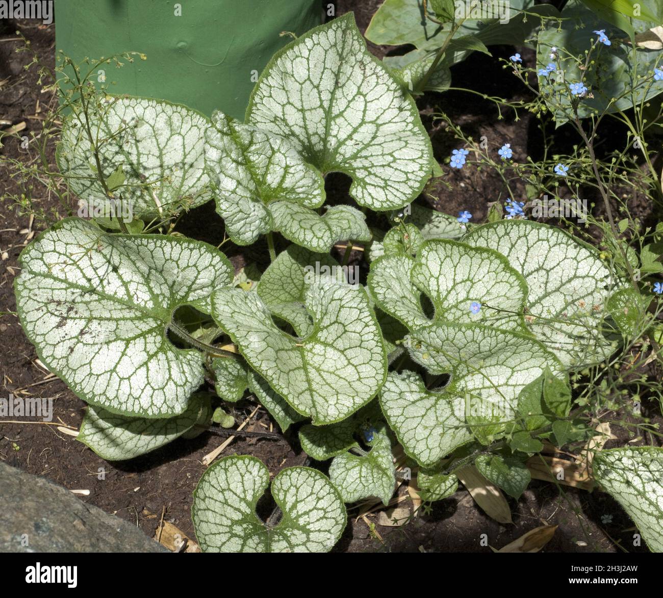 Caucasian forget-me-not, Brunnera, macrophylla, Jack, Frost, Stock Photo