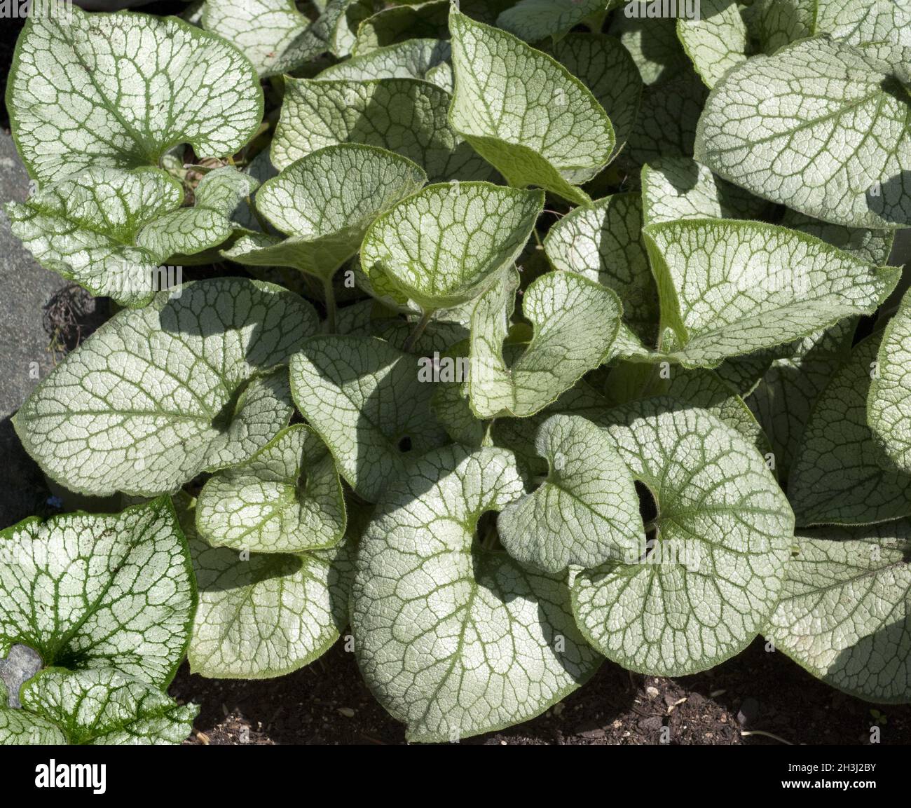 Caucasian forget-me-not, Brunnera, macrophylla, Jack, Frost, Stock Photo