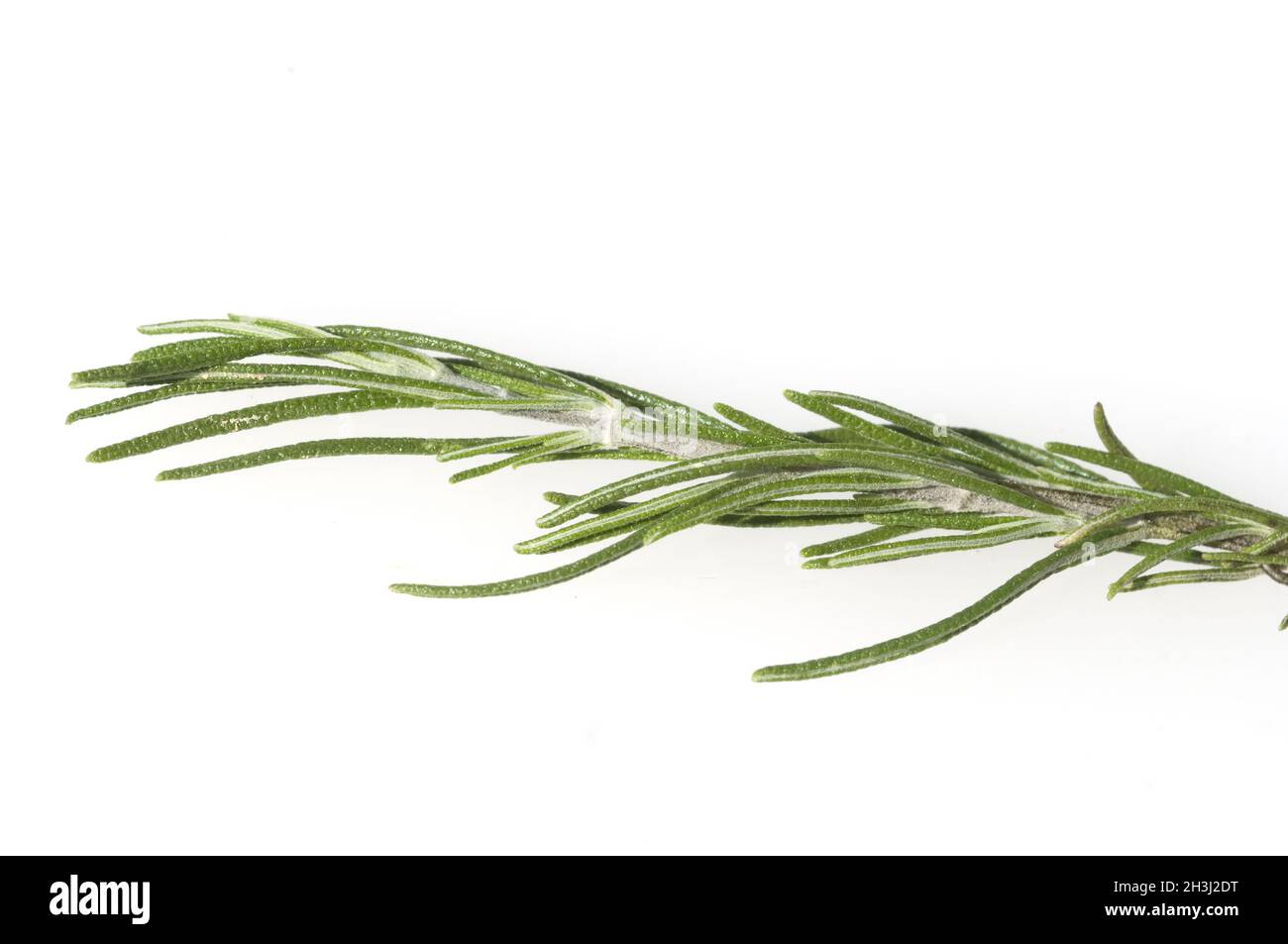 Pine rosemary, Rosmarinus angustifolia Stock Photo Alamy