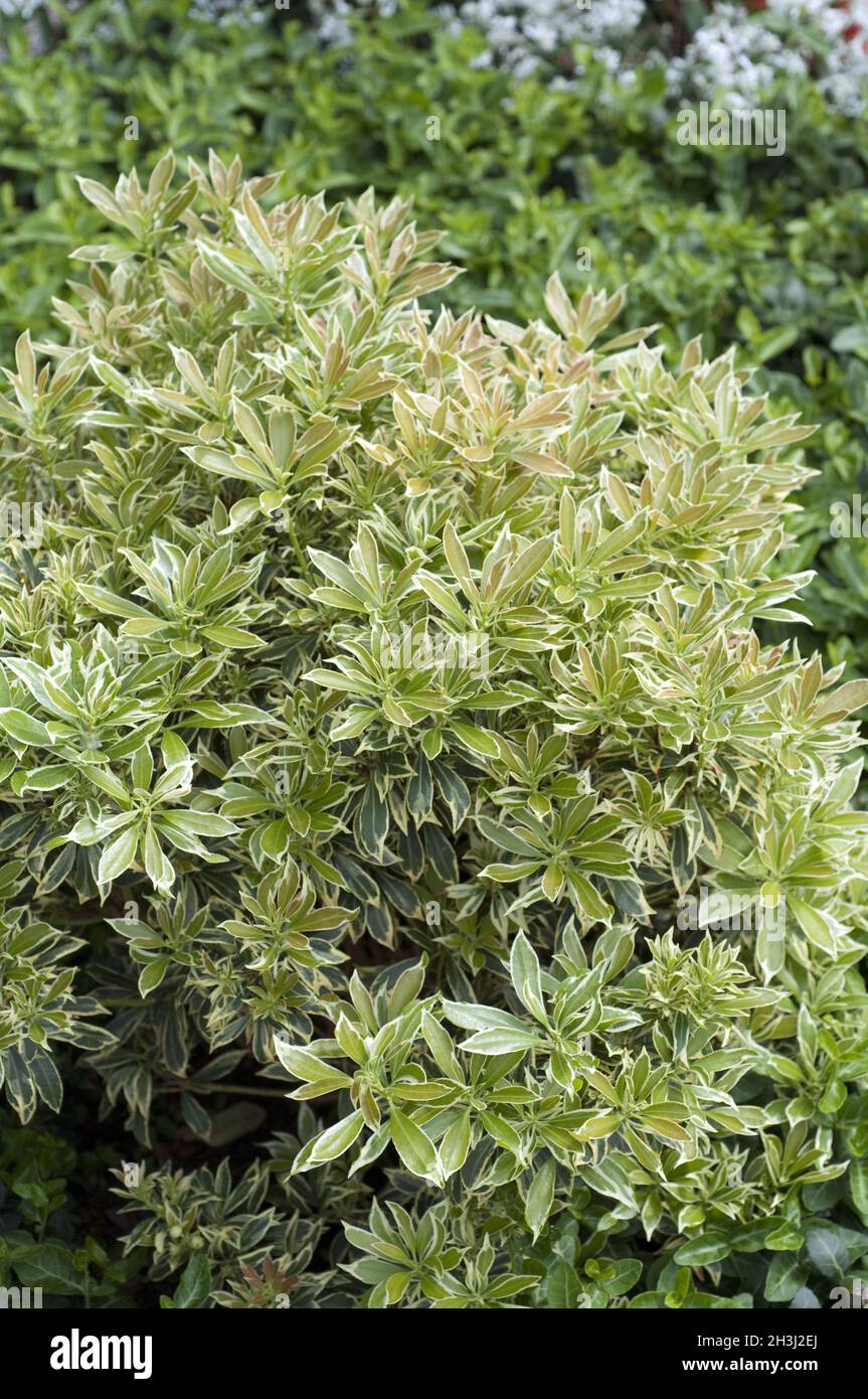 Pieris japonica, variegata, white-flowered, shade-flowered, Stock Photo
