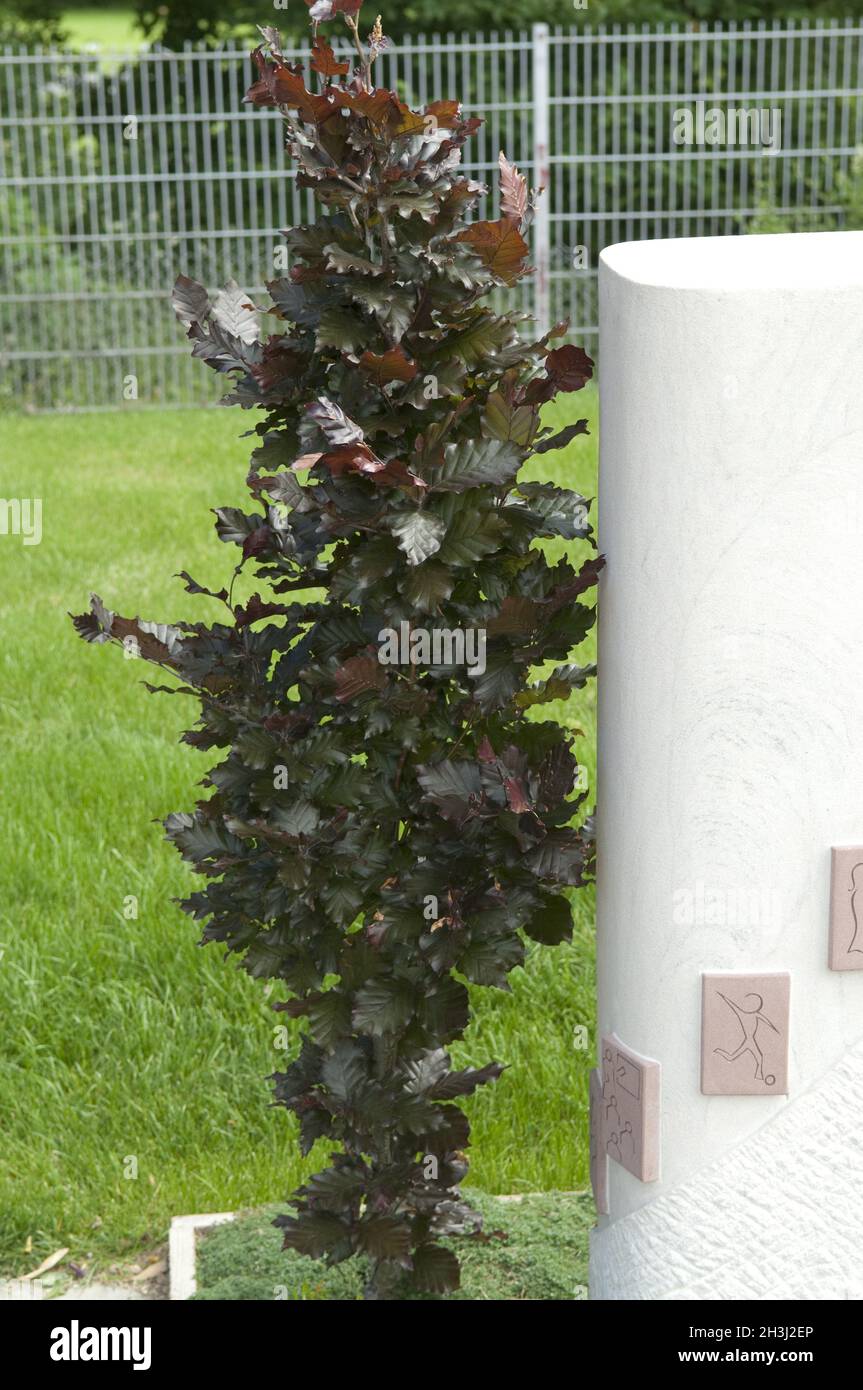 Beech, copper beech, grave planting Stock Photo Alamy