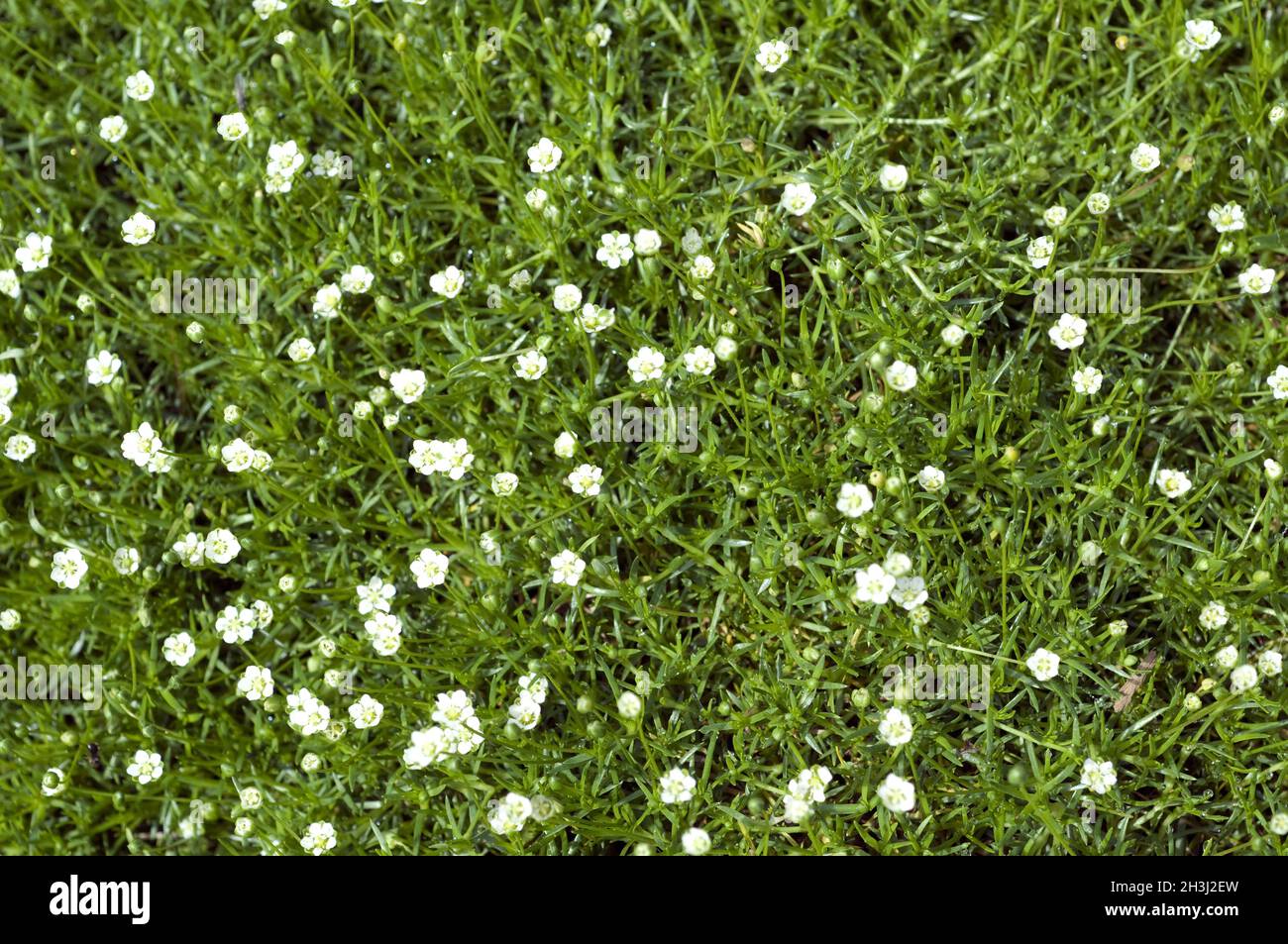 Star moss, mast weed, Sagina subulata, Stock Photo