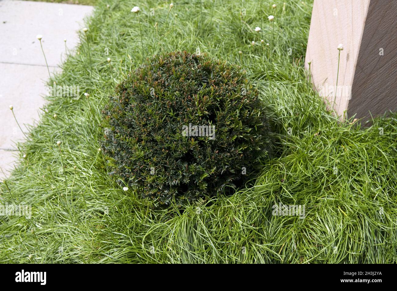 Grave planting, grass carnation, armeria, Stock Photo