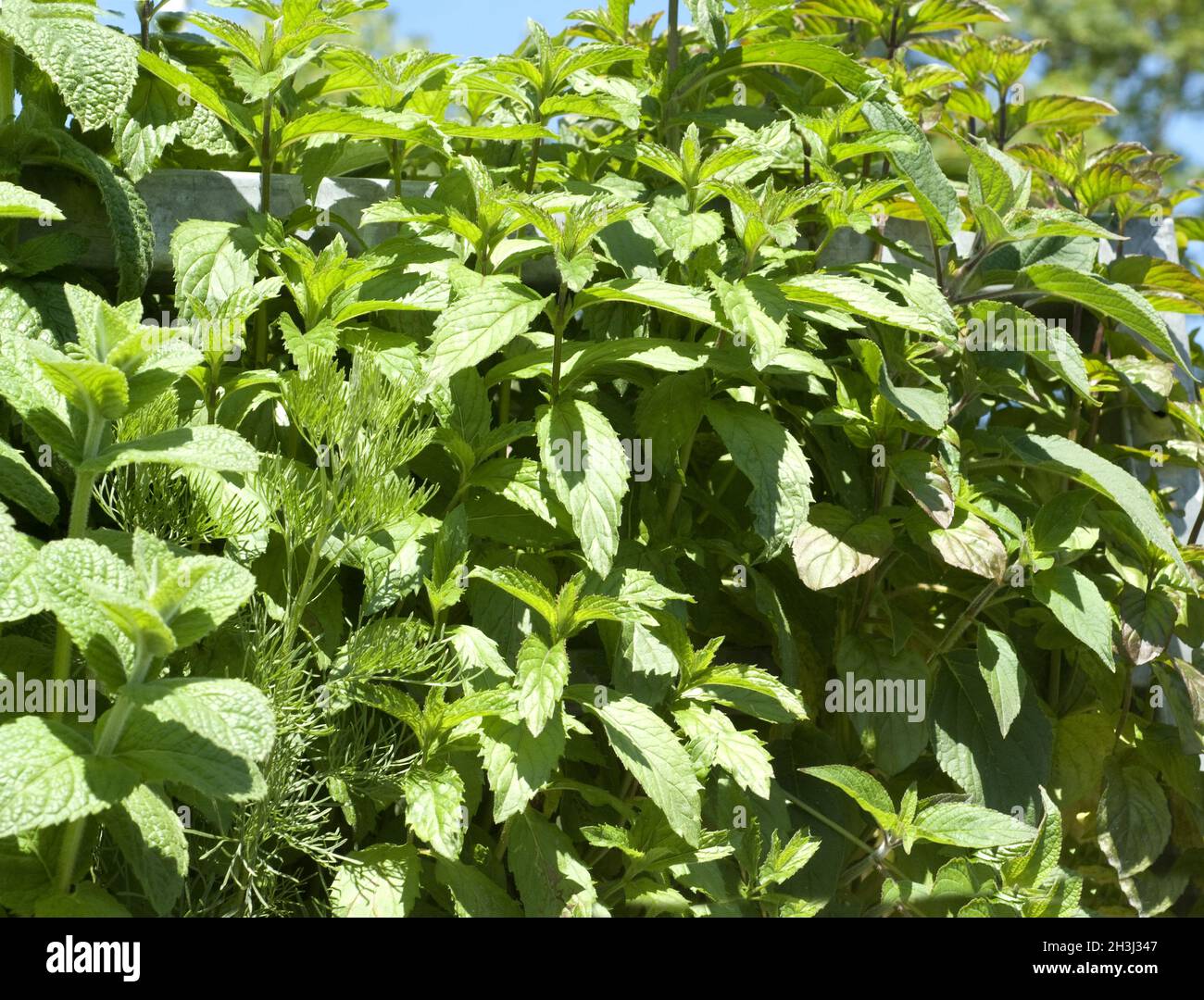 Peppermint; mentha, mint; Stock Photo