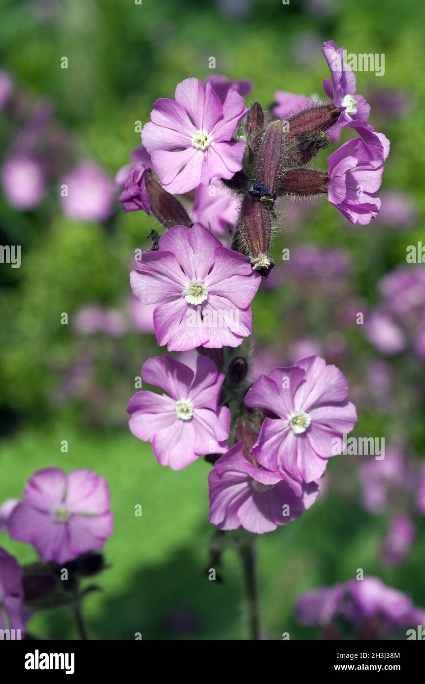 Glueweed, Silene, Rollys, Favorite Stock Photo