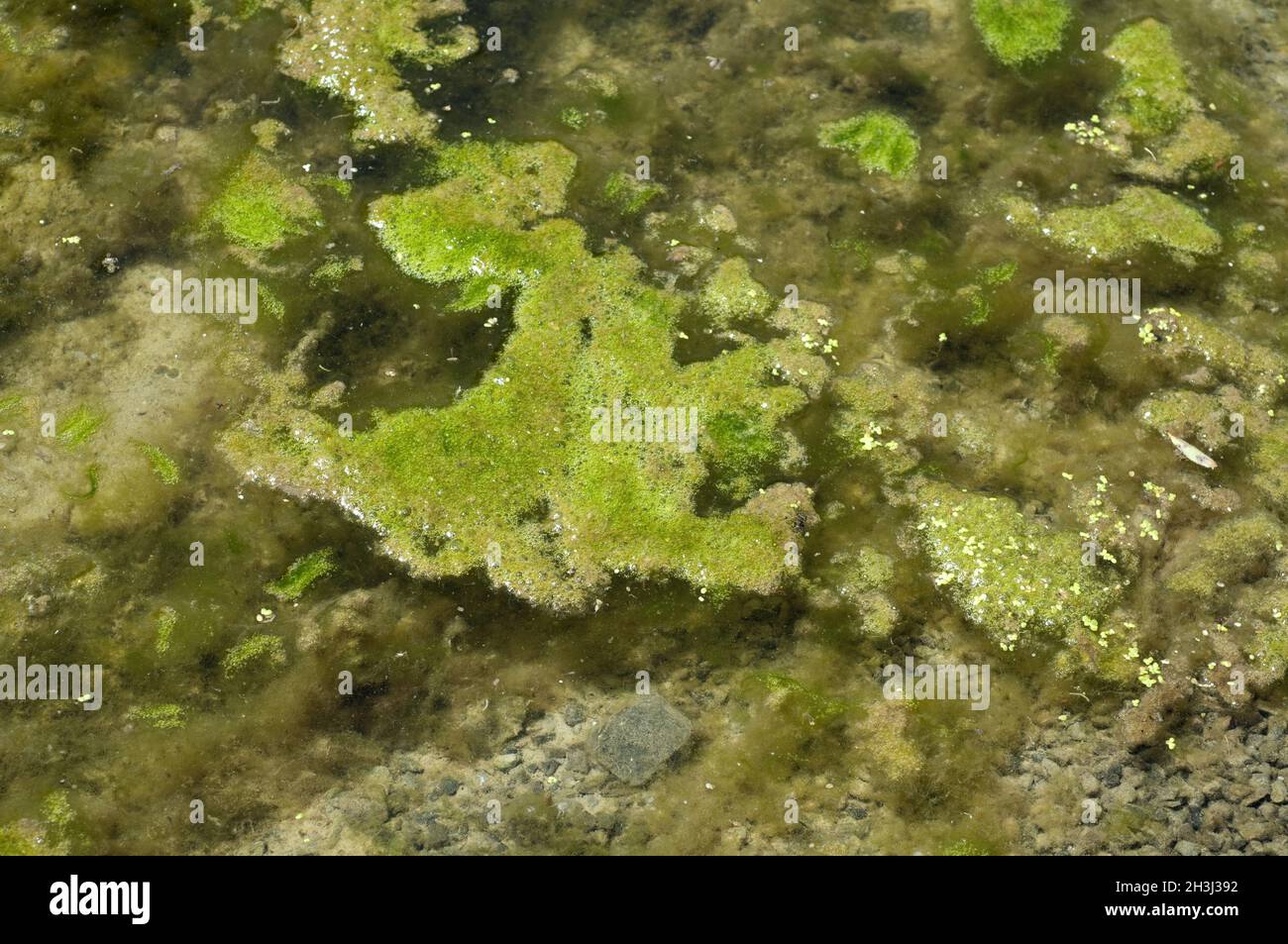 Thread algae, Cladophora Stock Photo