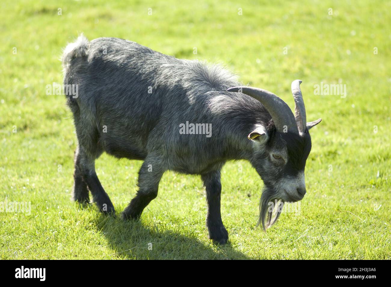 Mammal goat domestic hi-res stock photography and images - Alamy