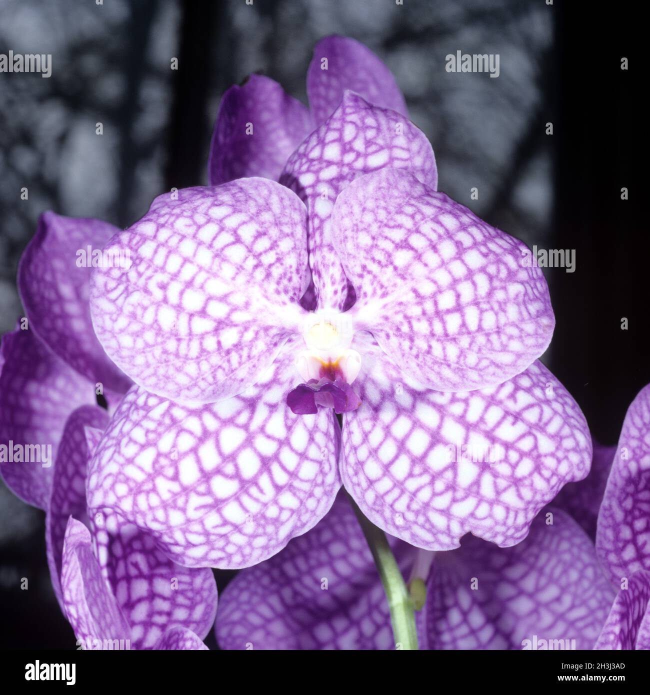 Orchid, Vanda, Hybrid, Motes, Indigo, Stock Photo