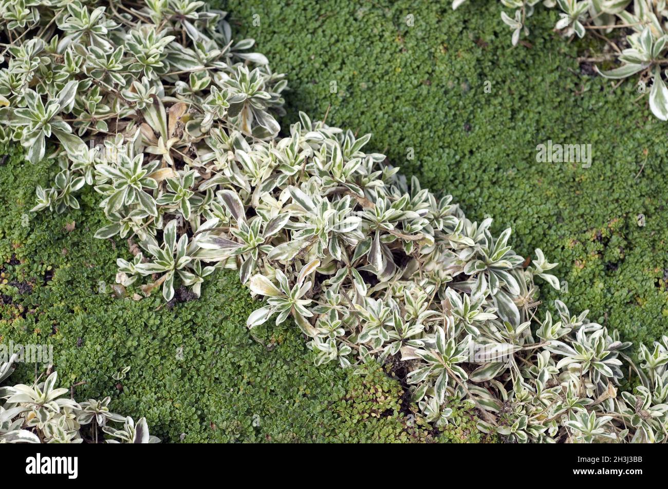 Grave planting, sand thyme, Stock Photo