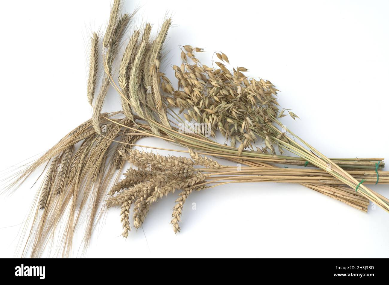 Barley rye still life hires stock photography and images Alamy