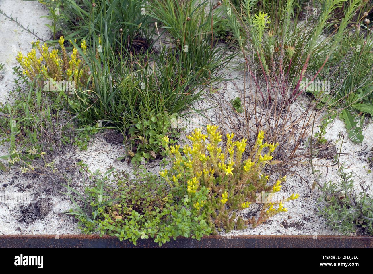 Steppenwolfsmilch; Euphorbia seguieriana Stock Photo