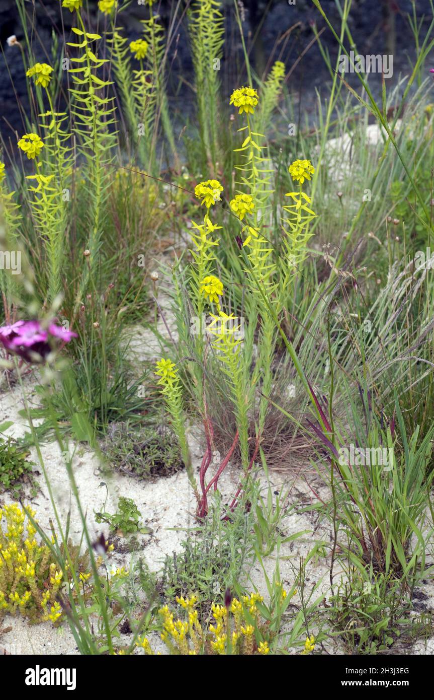 Steppenwolfsmilch; Euphorbia seguieriana Stock Photo