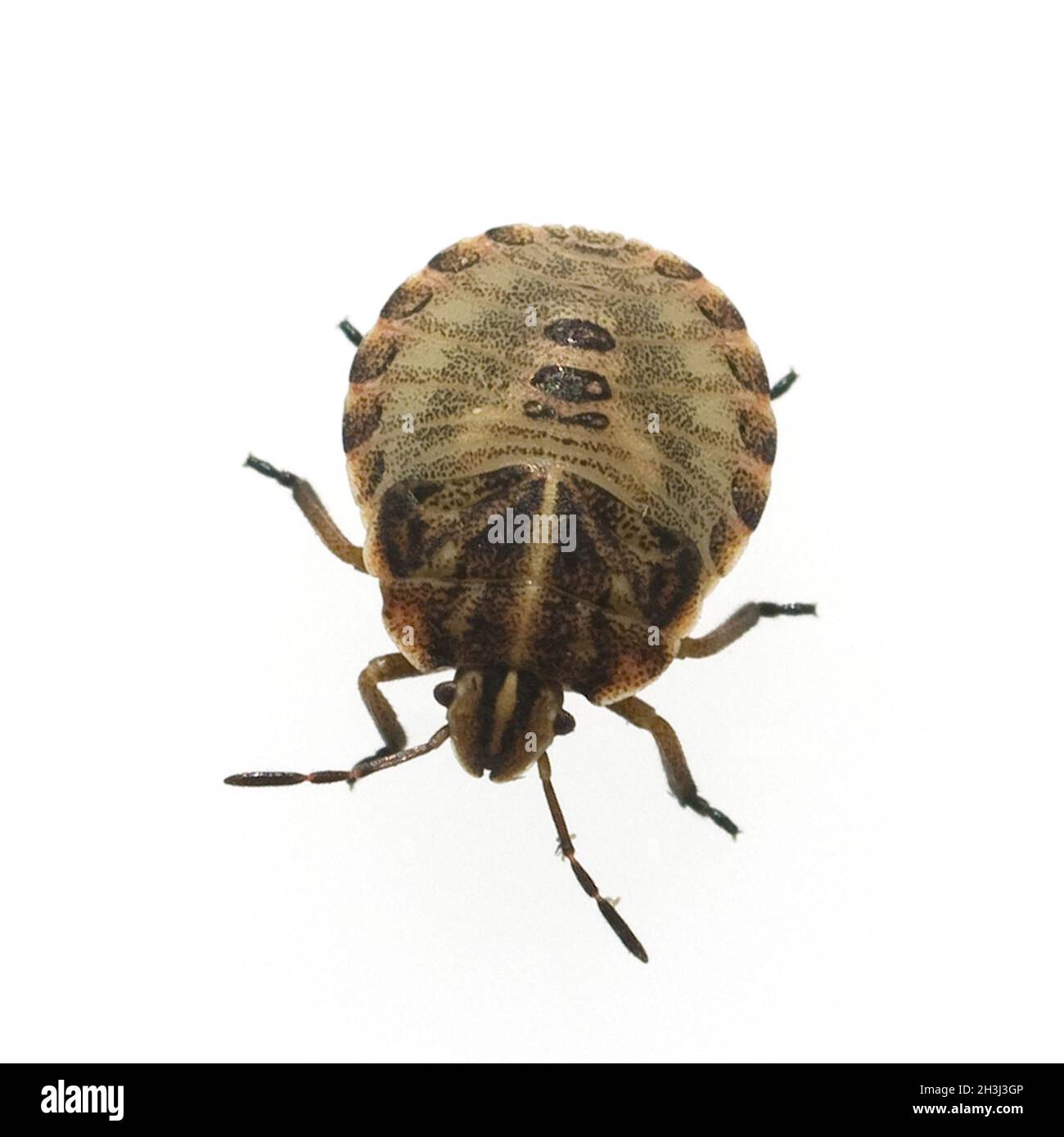 Leaf bug, larva, Palomena, prasina, Stock Photo