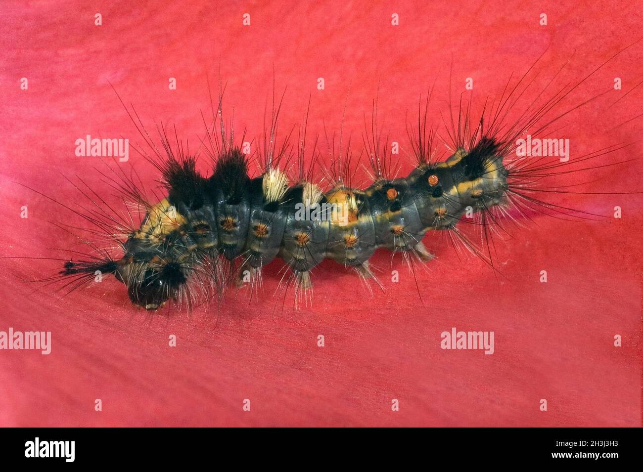 Sloe-brush moth, Orgyia antiqua, Stock Photo