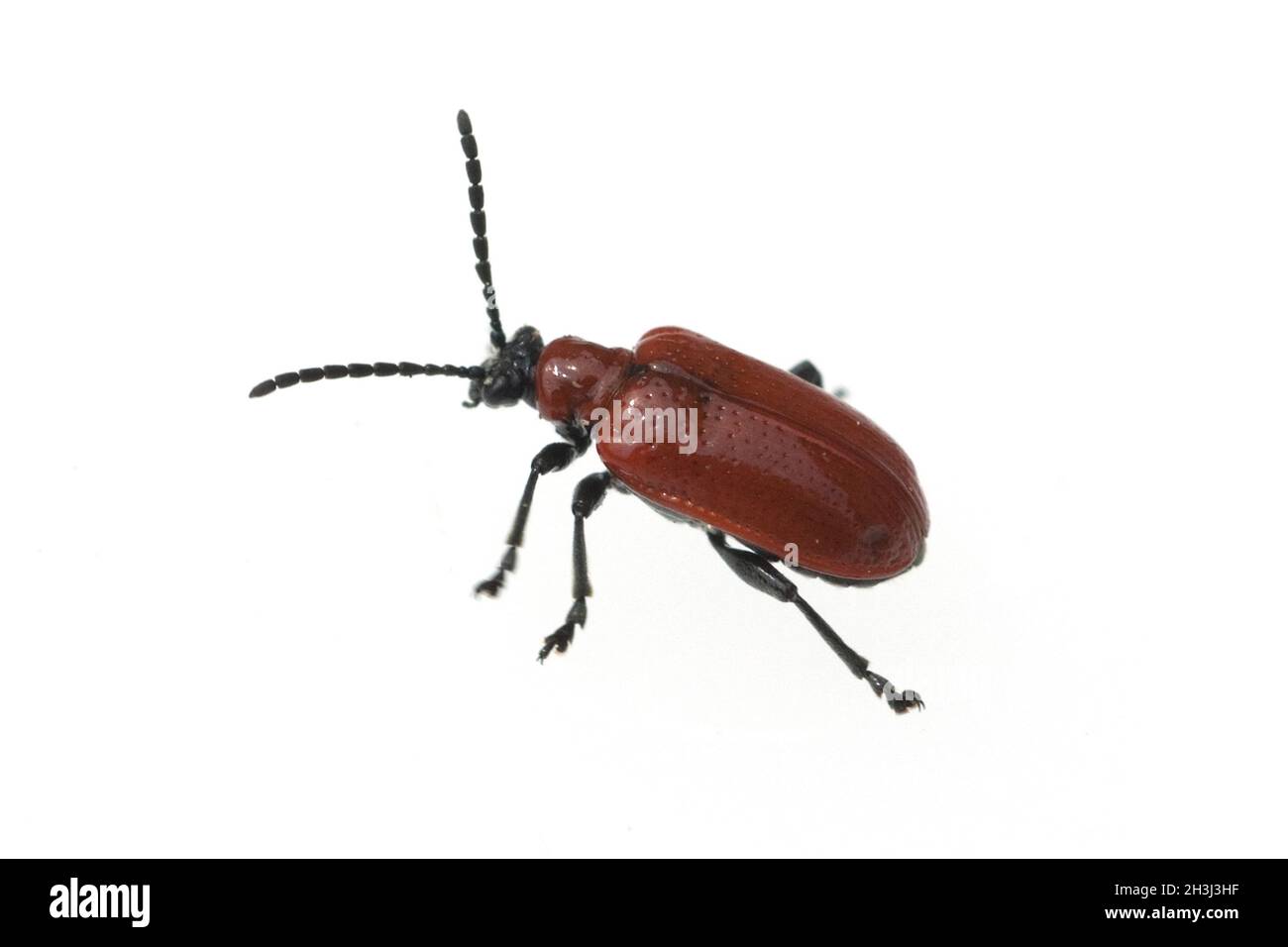 Lily chafer, Lilioceris lilii, Kaefer; insect Stock Photo - Alamy