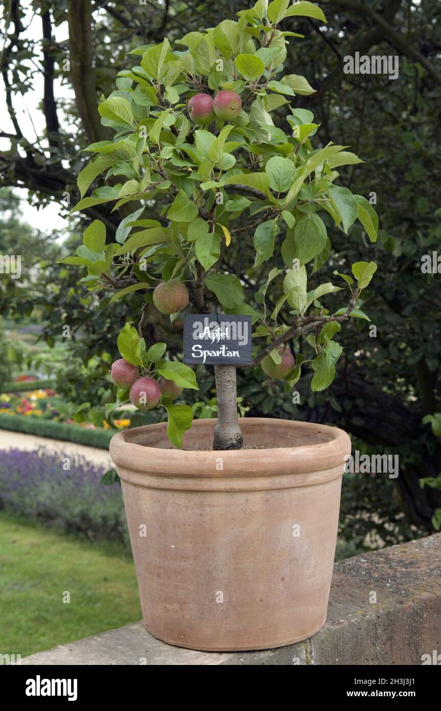 Spartan, dwarf apple, miniature apple tree Stock Photo Alamy