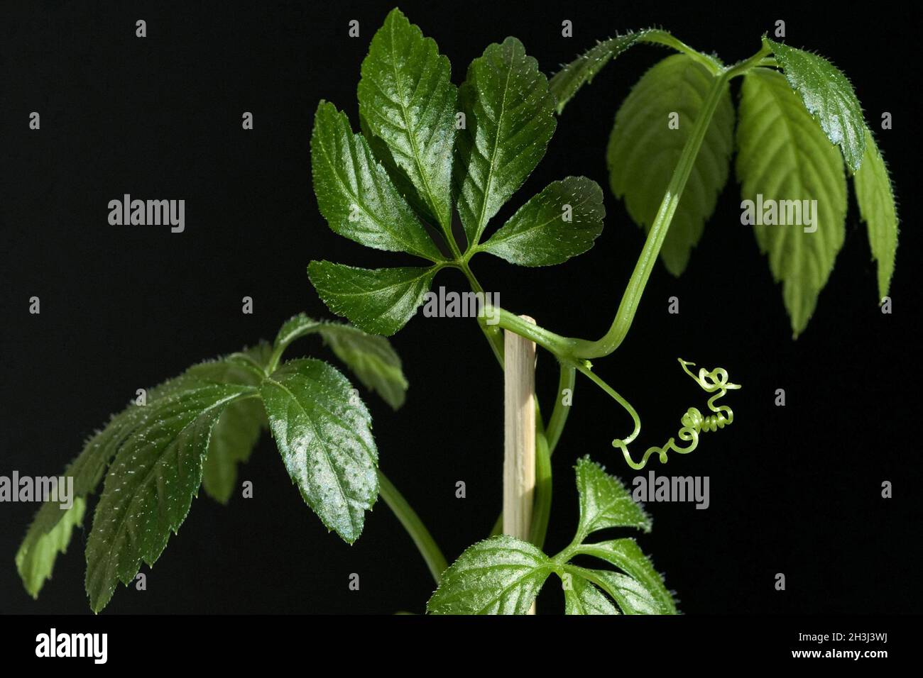 Jiaogulan, immortality herb, Gynostemma pentaphyllum Stock Photo