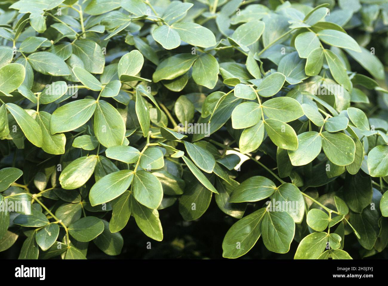 Pockwood; Guaiacum officinale; Stock Photo