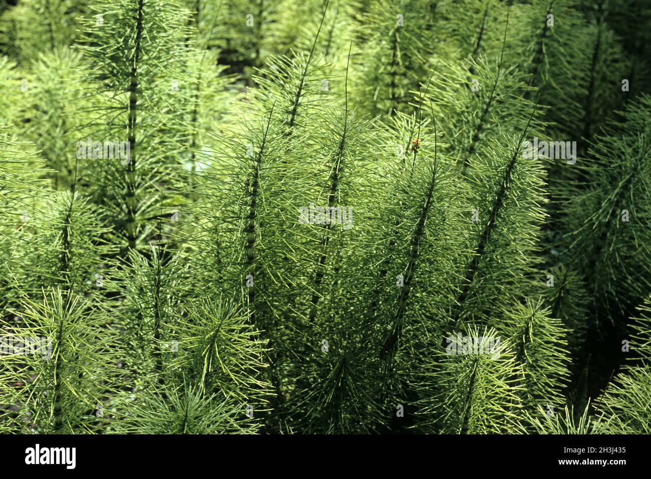 Horsetail; Equisetum; maximum; Stock Photo