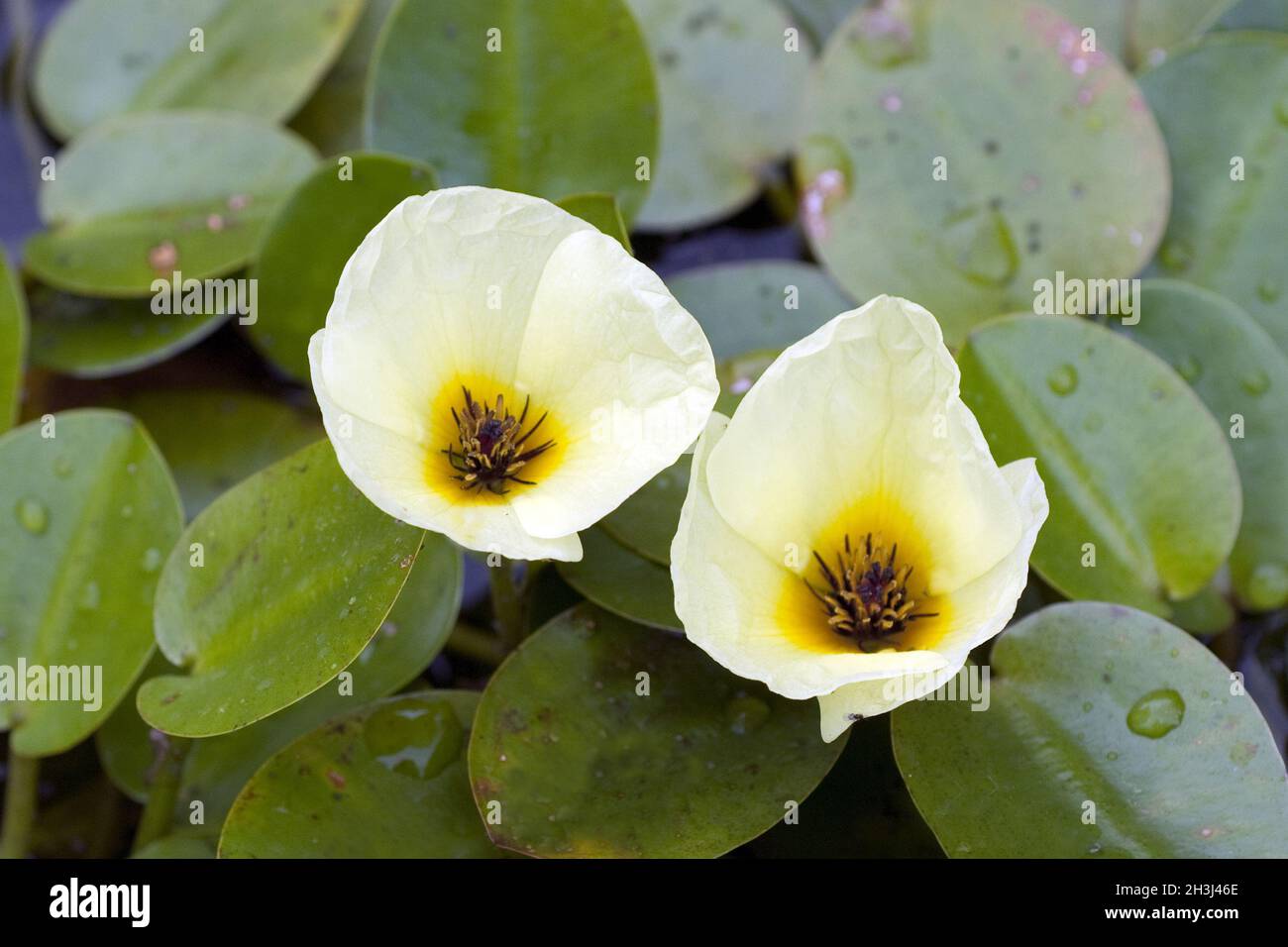 Water poppies, hydrocleys Stock Photo