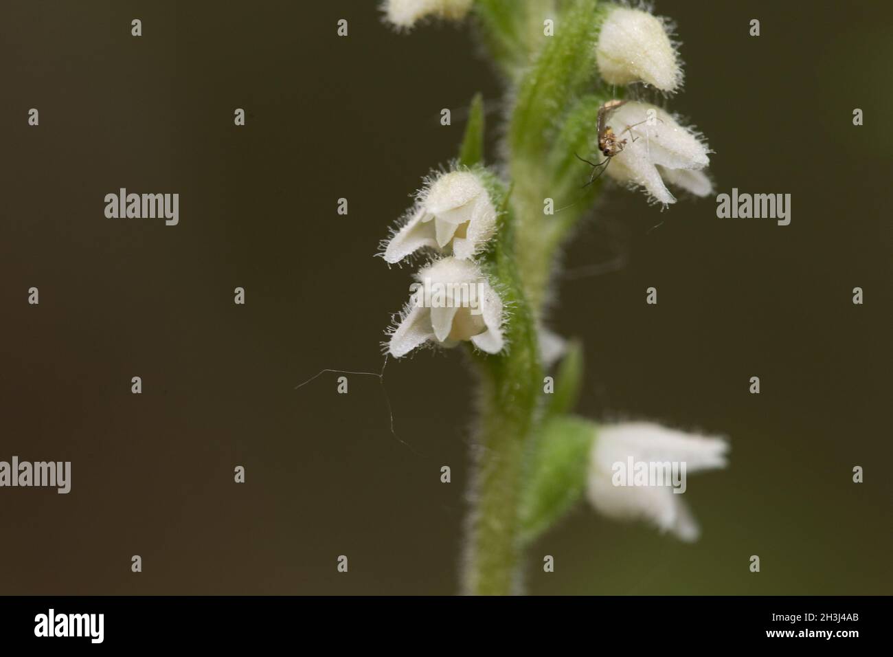 Hooded lady's tresses Stock Photo