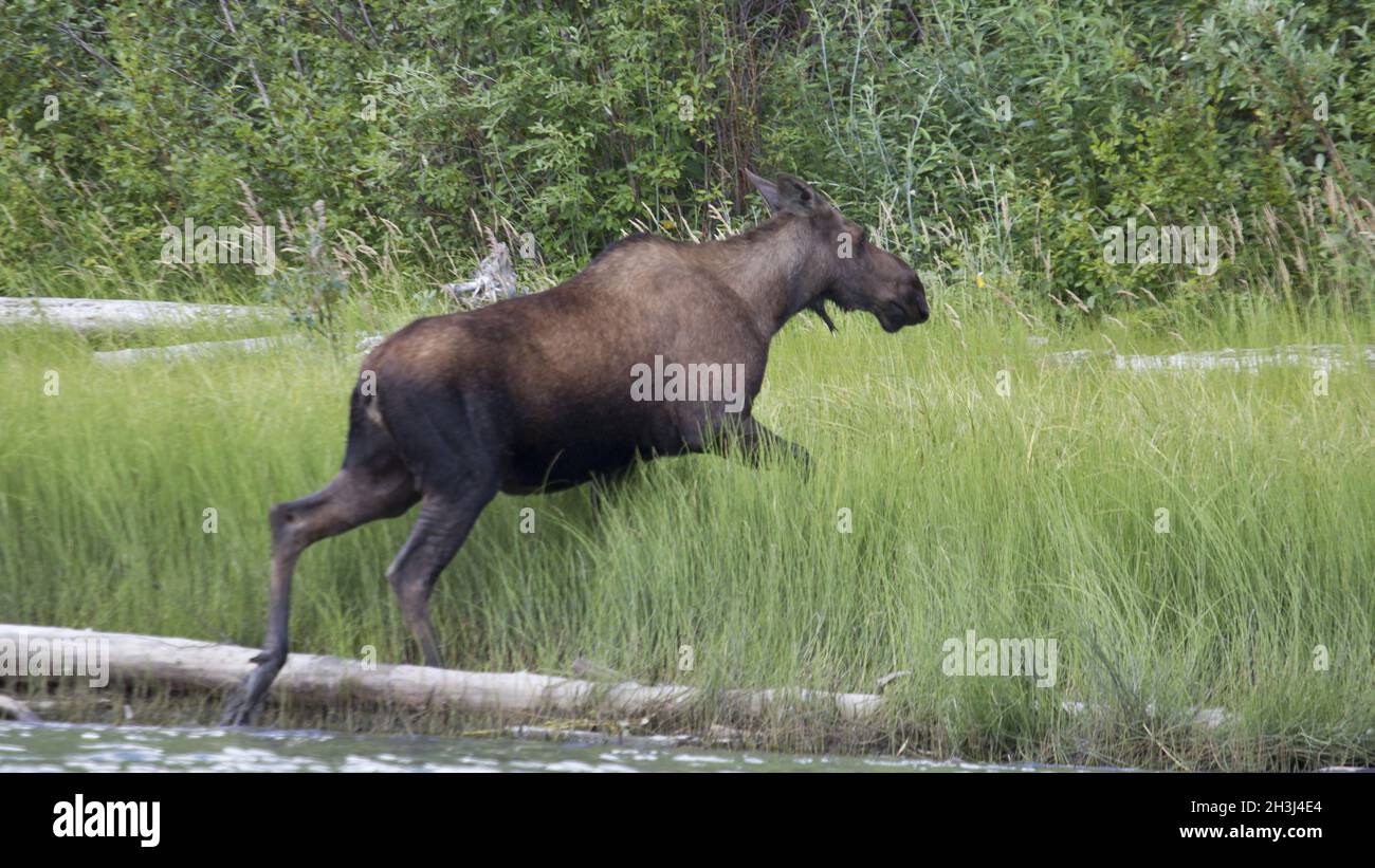 Moose on the Yukon River Stock Photo