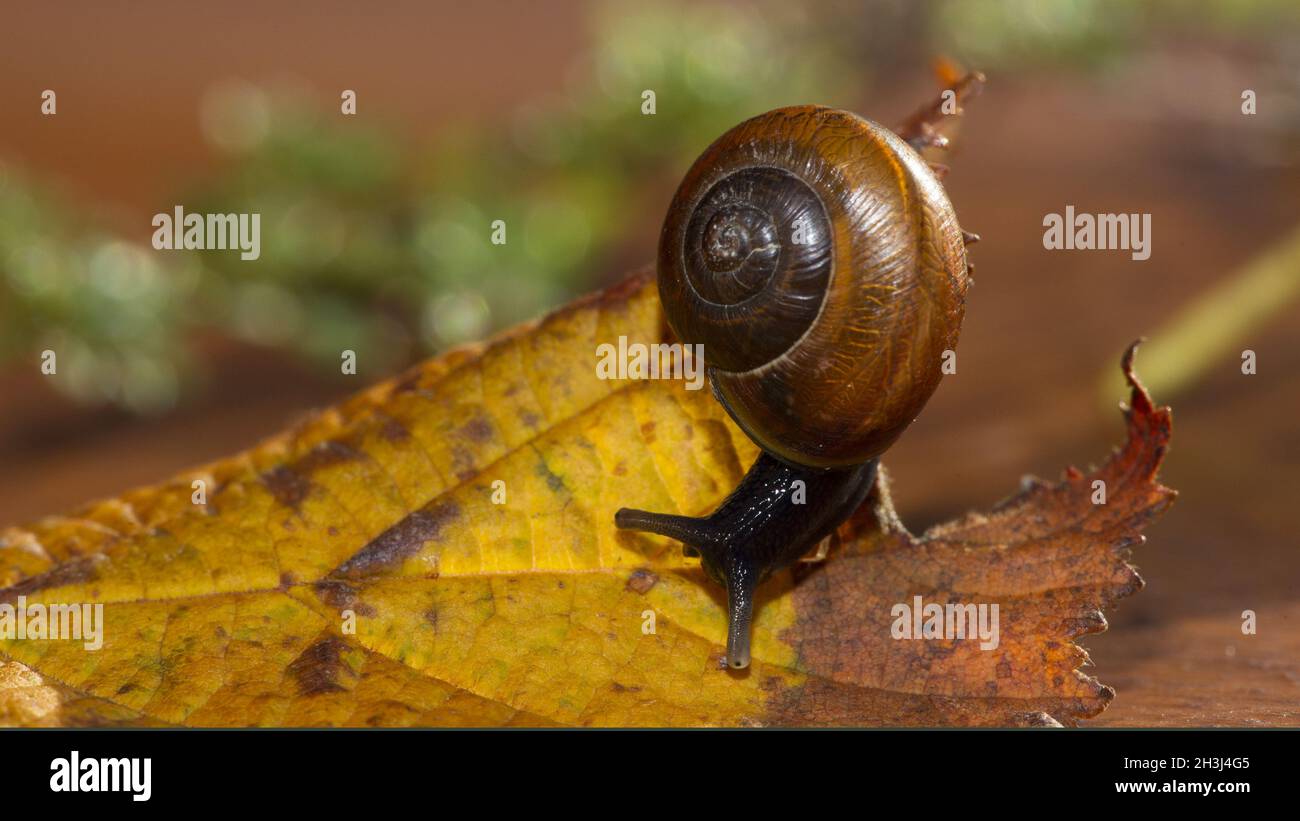 Copse snail Stock Photo