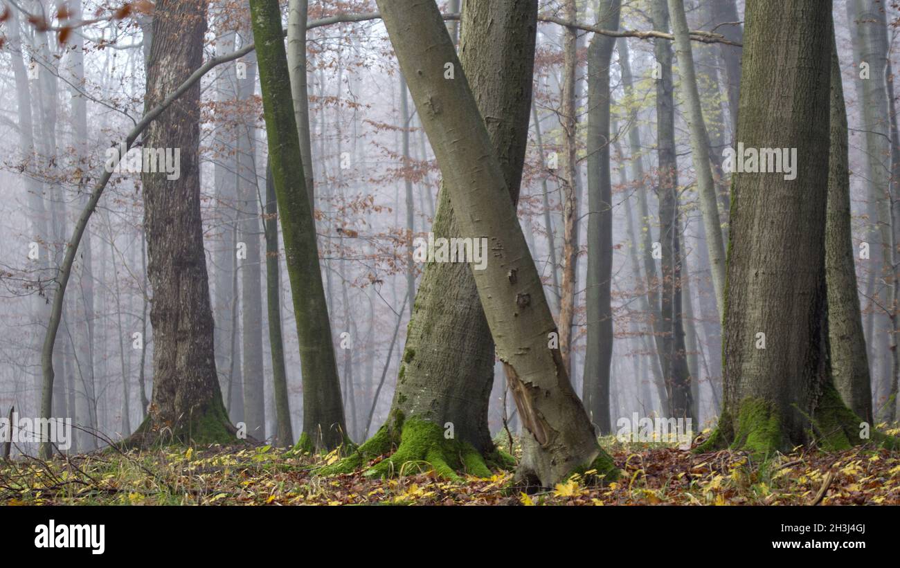 National Park Hainich / Thuringia Stock Photo