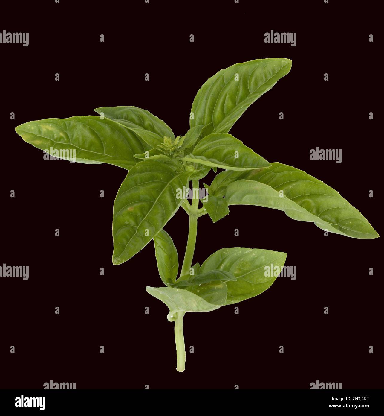 Ocium Basil; Ocimum; basilicum; medicinal plant Stock Photo - Alamy