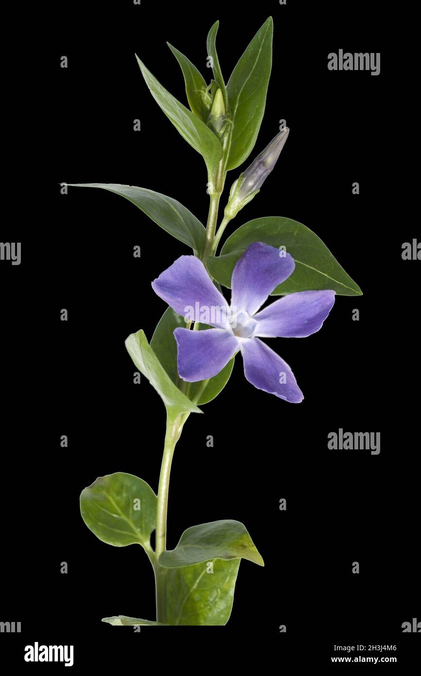 Evergreen; Vinca; major; ground cover Stock Photo Alamy