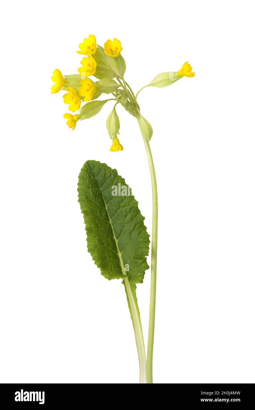 Primula veris; Stock Photo