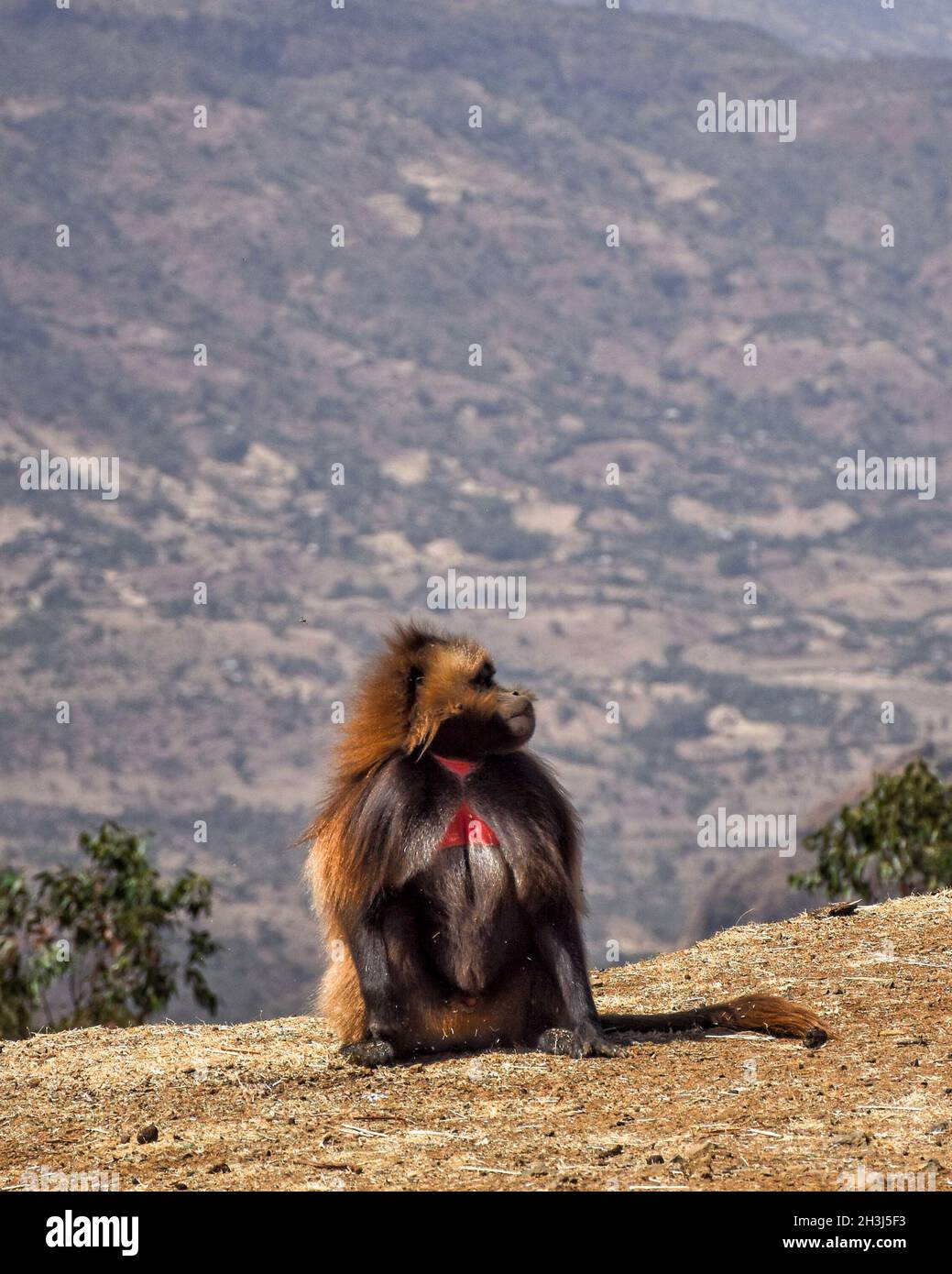Colorful Baboon Ass
