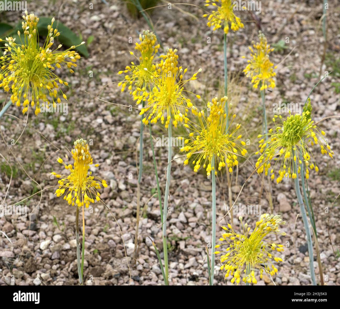 Yellow leek, Allium flavum Stock Photo