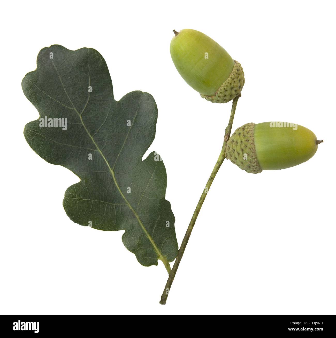 English oak; Quercus; robur Stock Photo Alamy