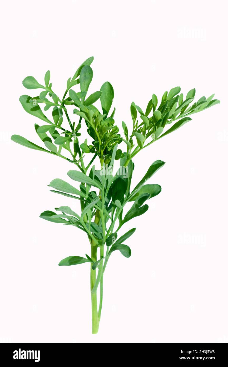 Rue herb Cut Out Stock Images & Pictures - Alamy