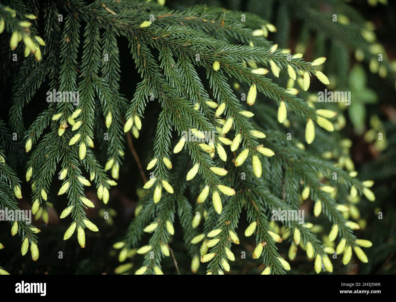 Yellow Kakasus spruce, spruce; Picea orientalis Early gold Stock Photo