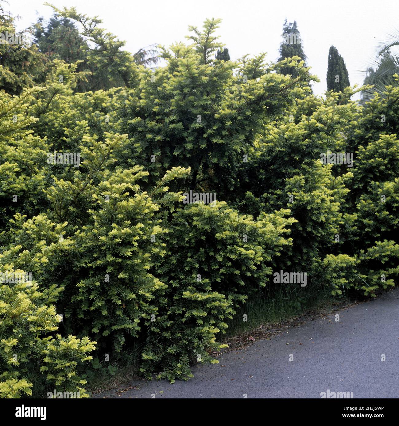 thuja im topf kaufen Thuja 