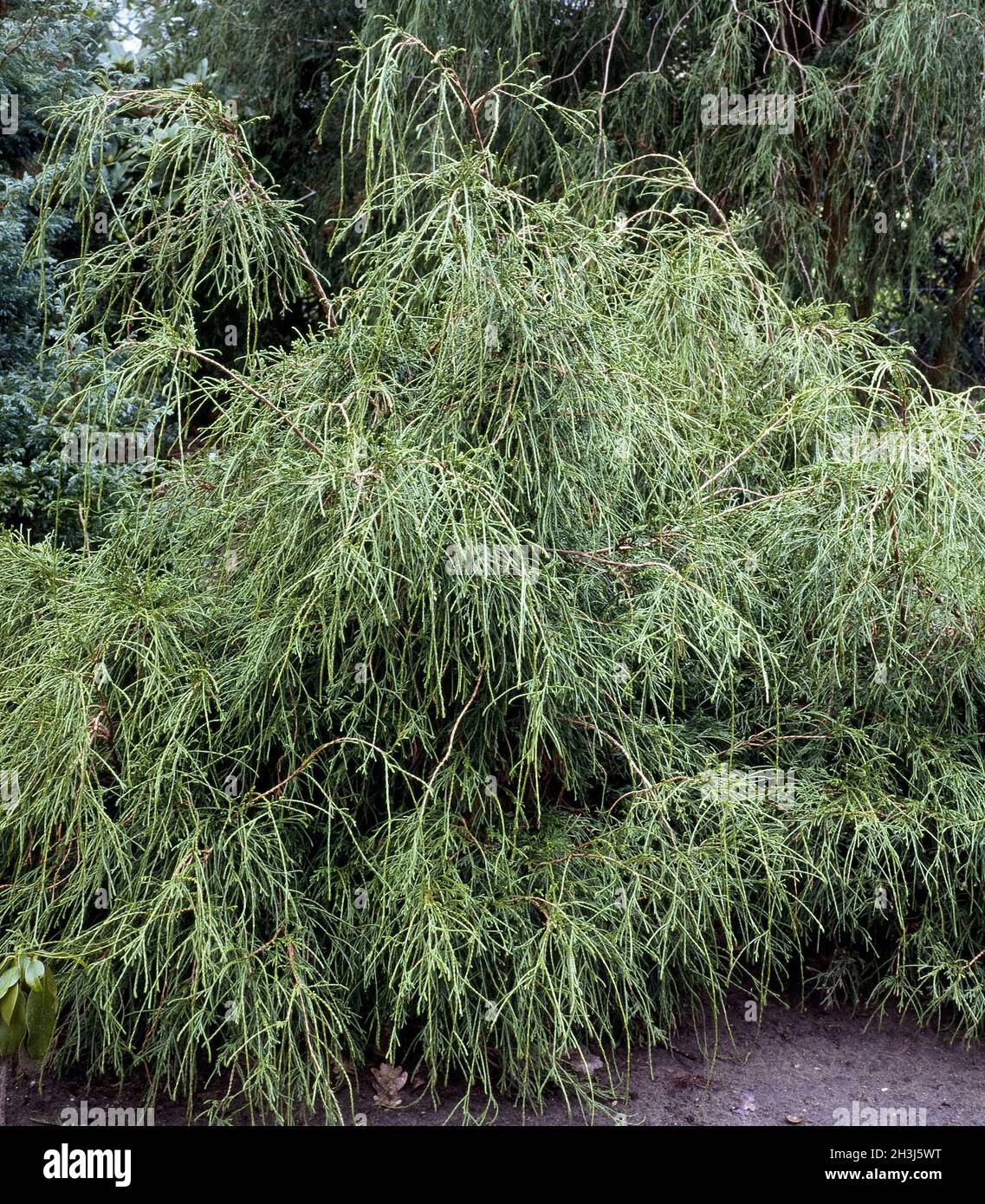 Golden thread cypress; Chamaecyparis filitera; Stock Photo