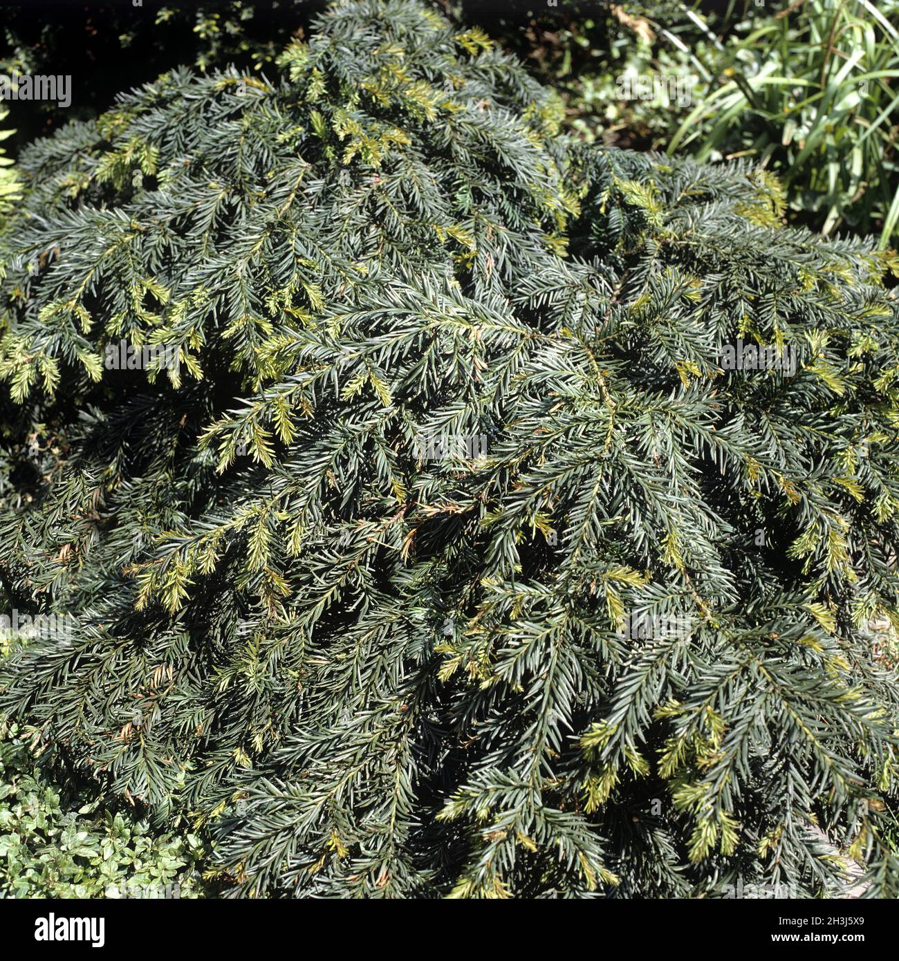 Cushion yew, Yew tree, Taxus baccata, Repandens Stock Photo