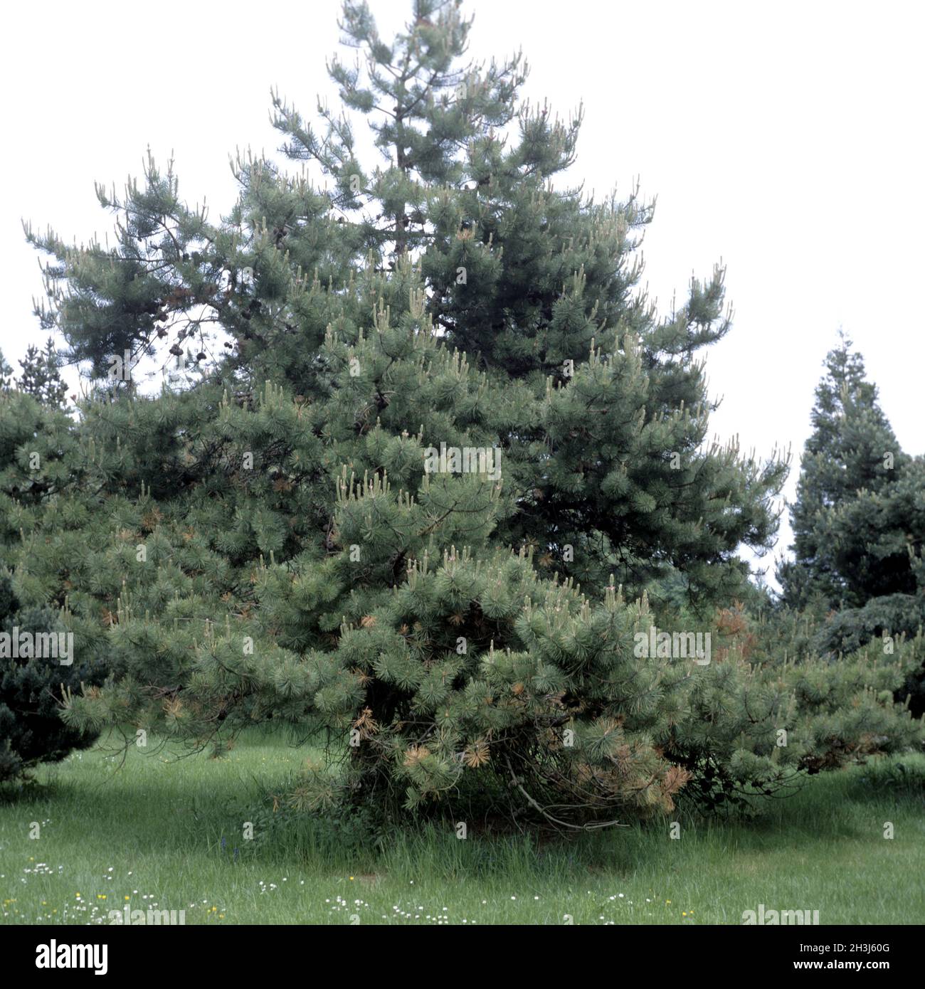 Pitch pine, Pinus rigida Stock Photo