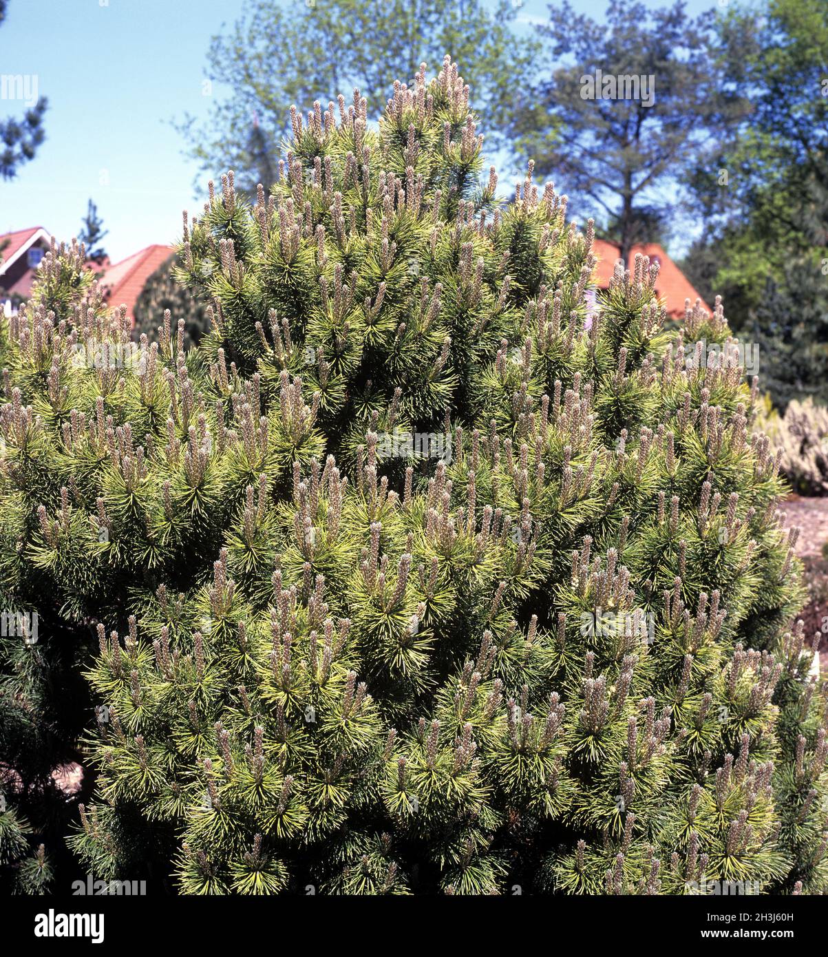 Yellow dwarf pine, Ophir Stock Photo