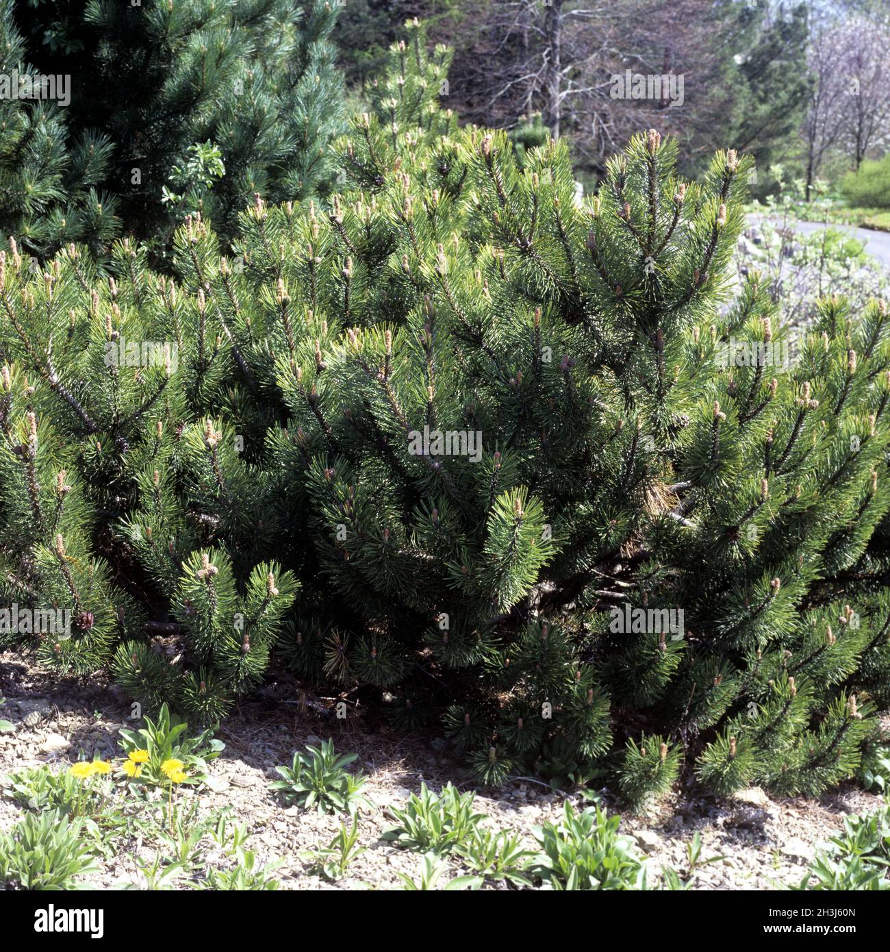 Hook pine, Pinus uncinata Stock Photo